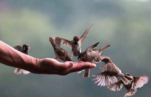 Bất kể chúng sanh nào cũng đều mong ước có được hạnh phúc